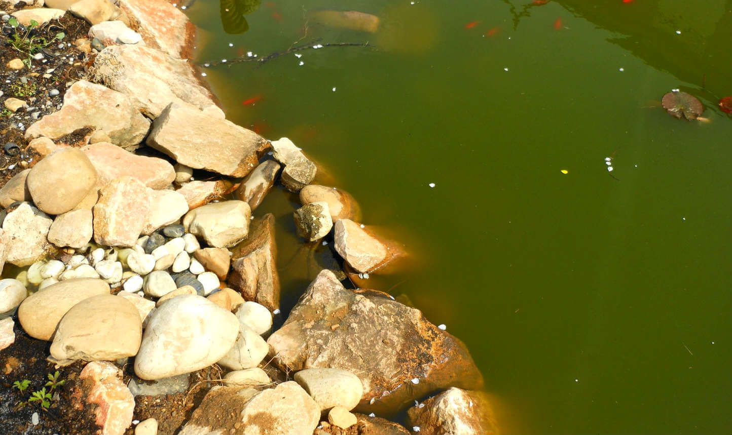 Que faire contre l'eau verte dans votre bassin ?