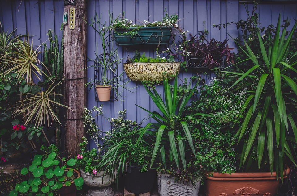 Quelles plantes mettre en pots dans votre jardin ?