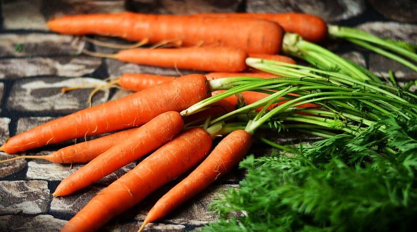 Tout savoir sur la carotte