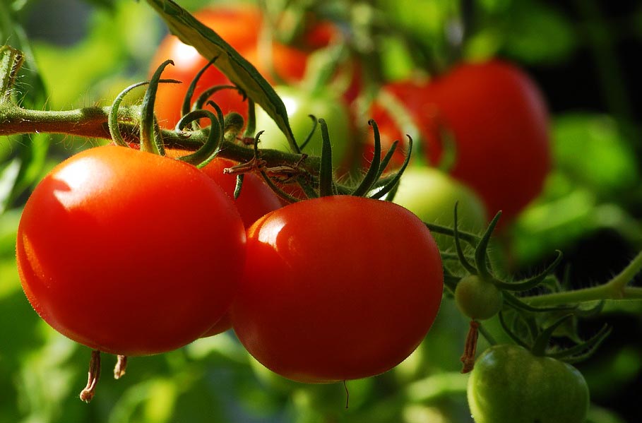 Tout savoir sur la tomate
