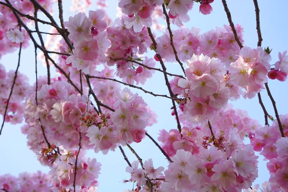 Tout savoir sur le cerisier à fleurs - Jardinet - Équipez votre jardin au  meilleur prix