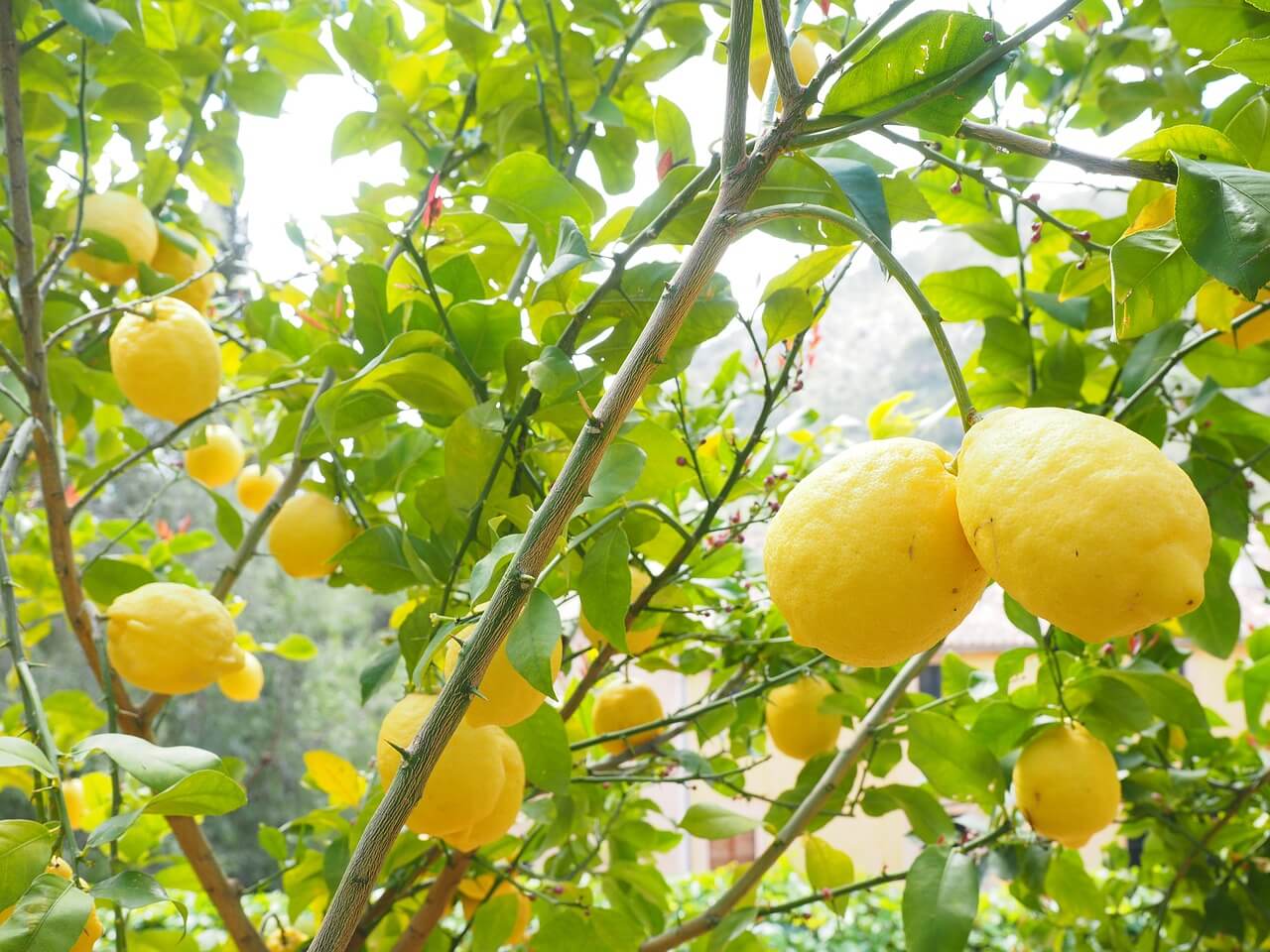 Tout savoir sur le citronnier