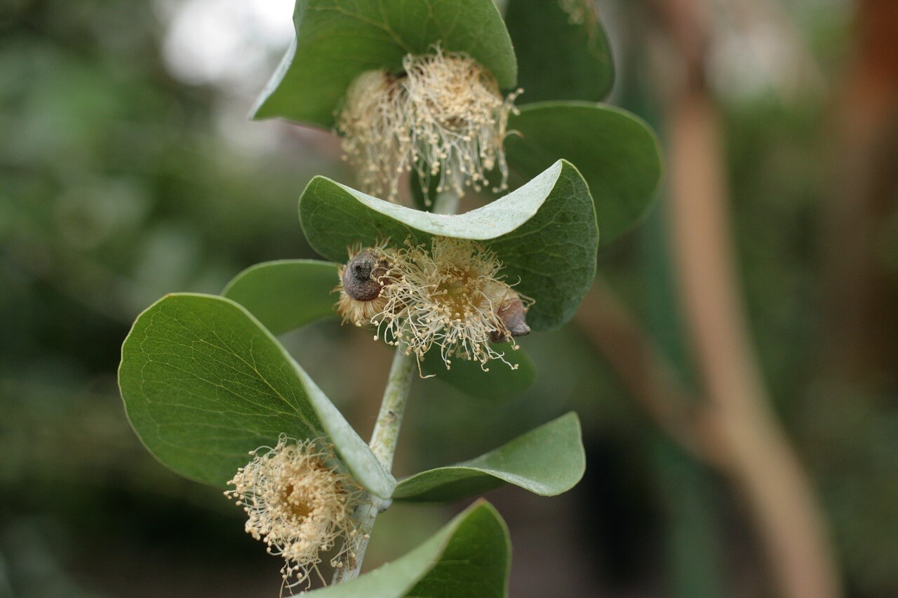 Tout savoir sur l'eucalyptus