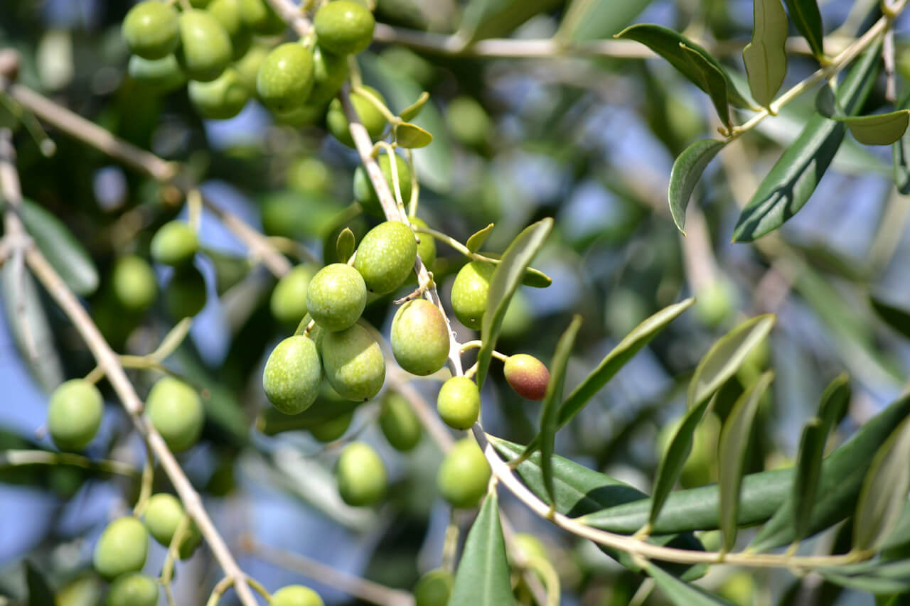 Tout savoir sur l'olivier