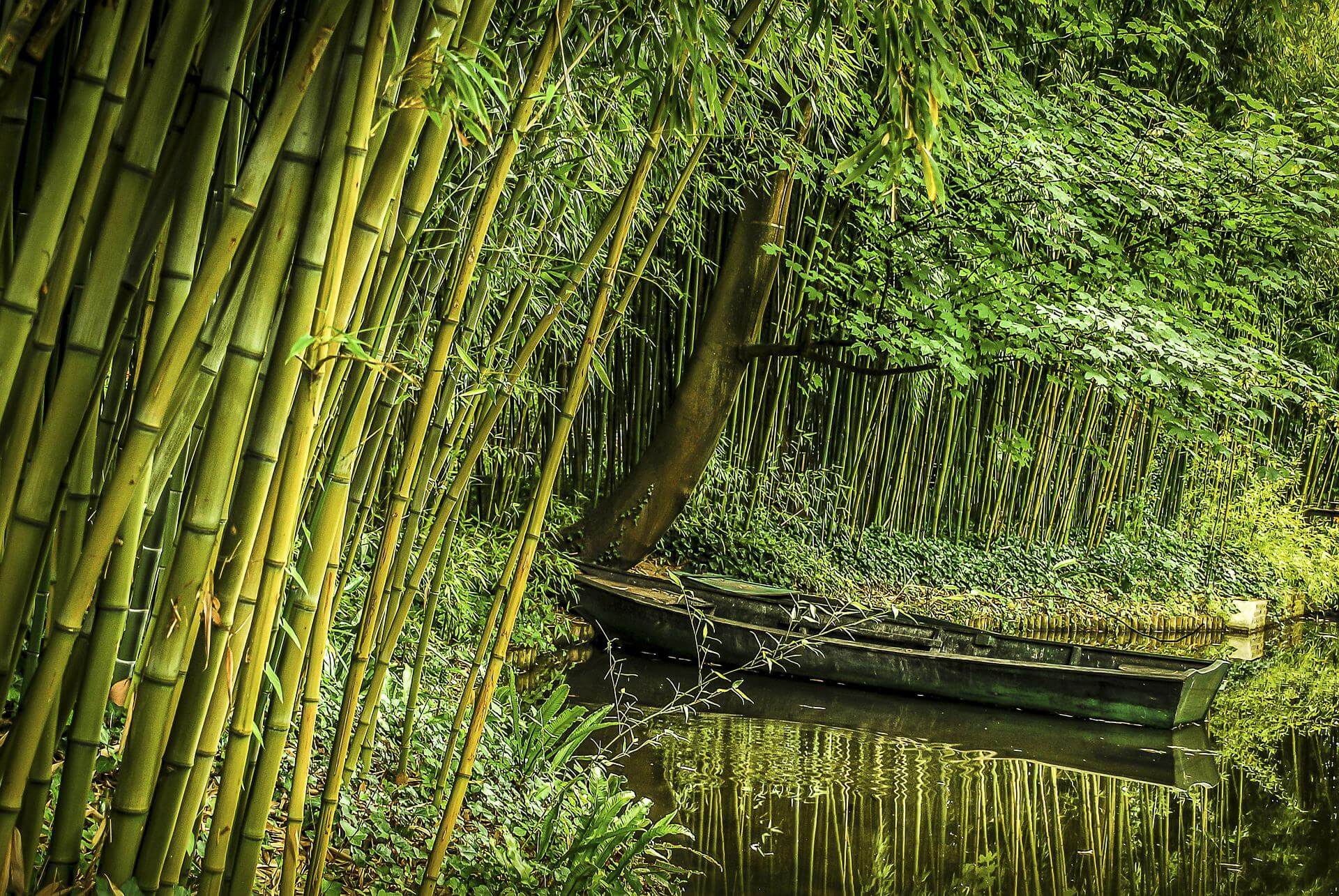Réussir ses plantations de bambous
