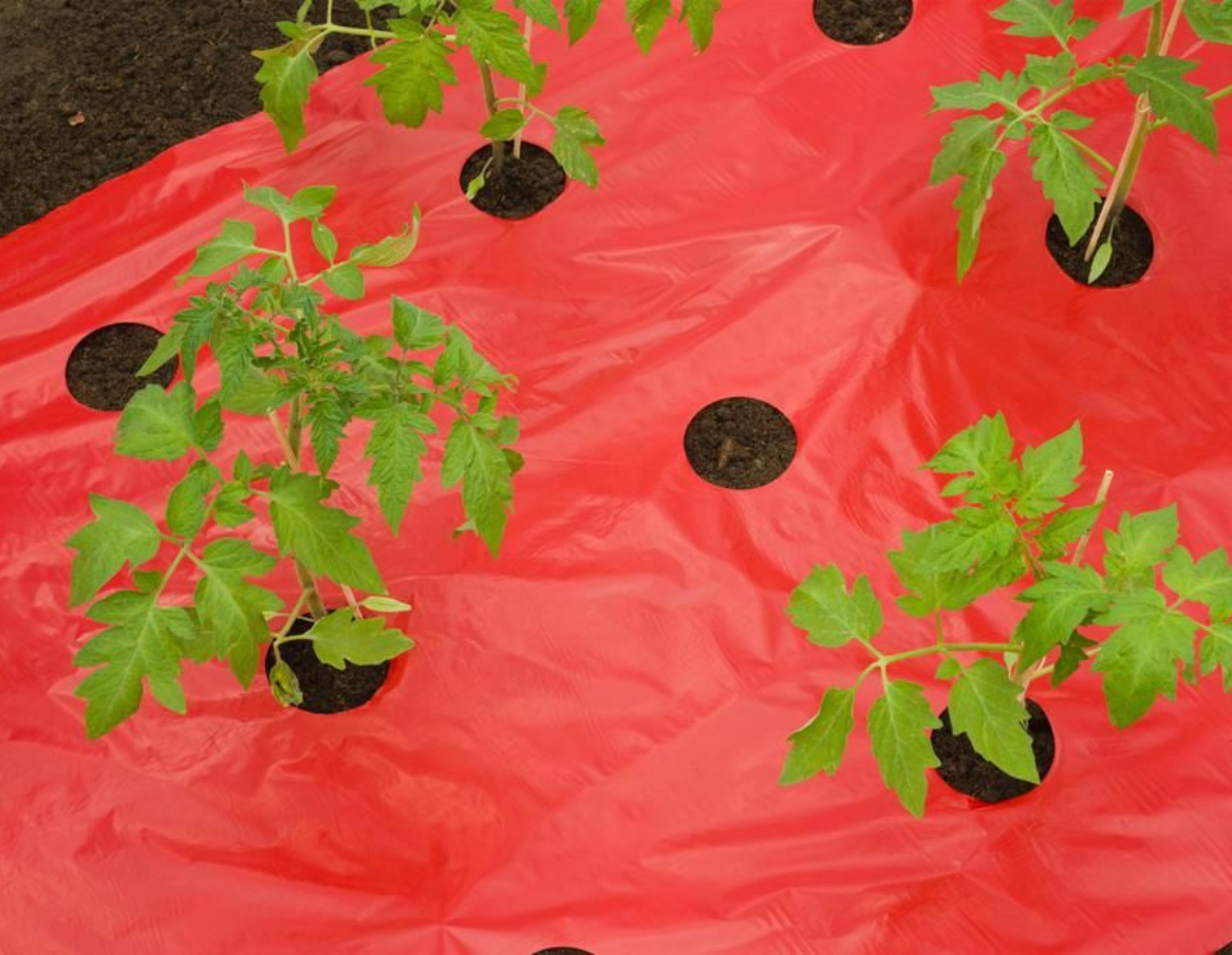 Film de paillage pour Tomates 25µ - l. 0,95m - L. 5 ou 10m