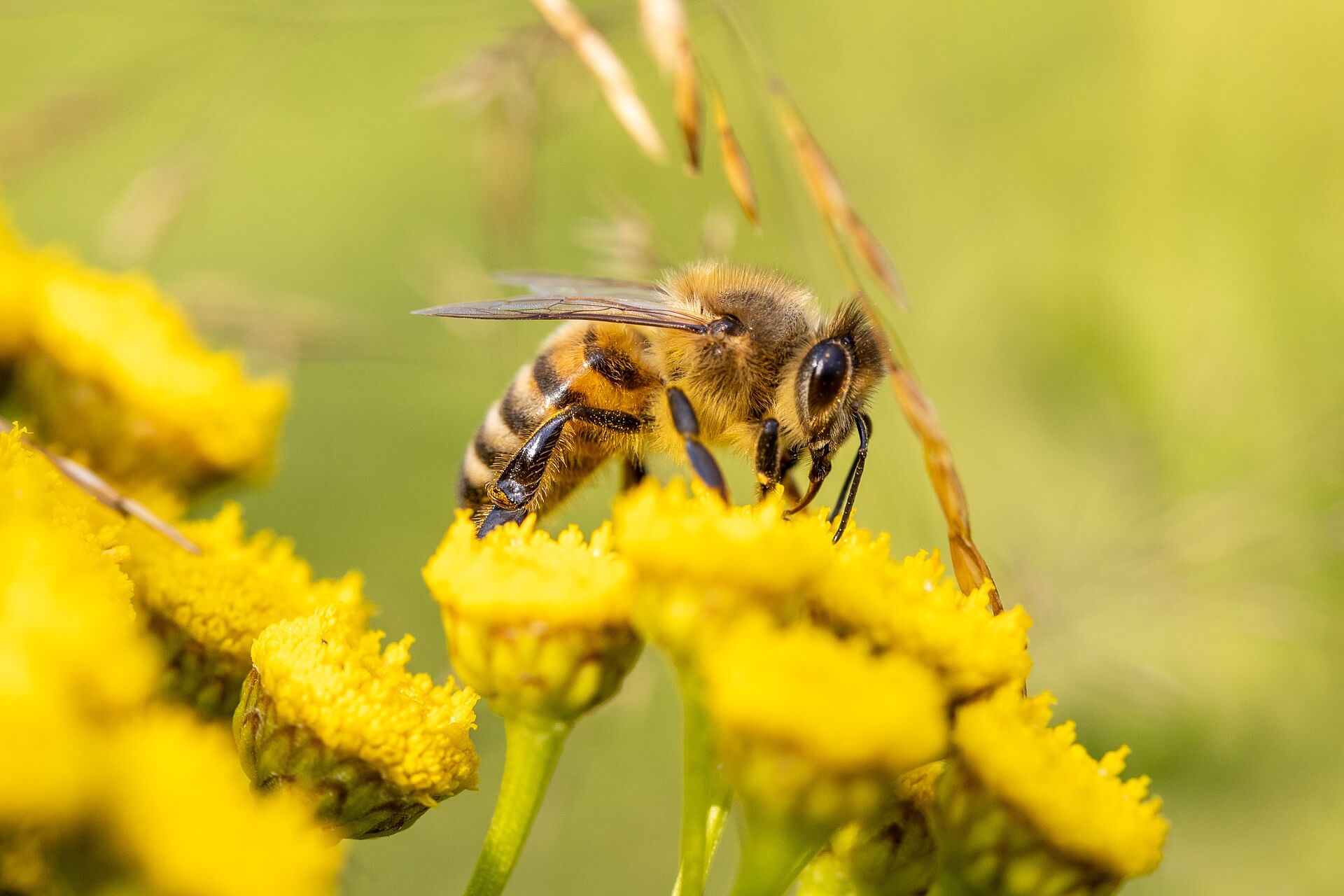 Le rôle des abeilles