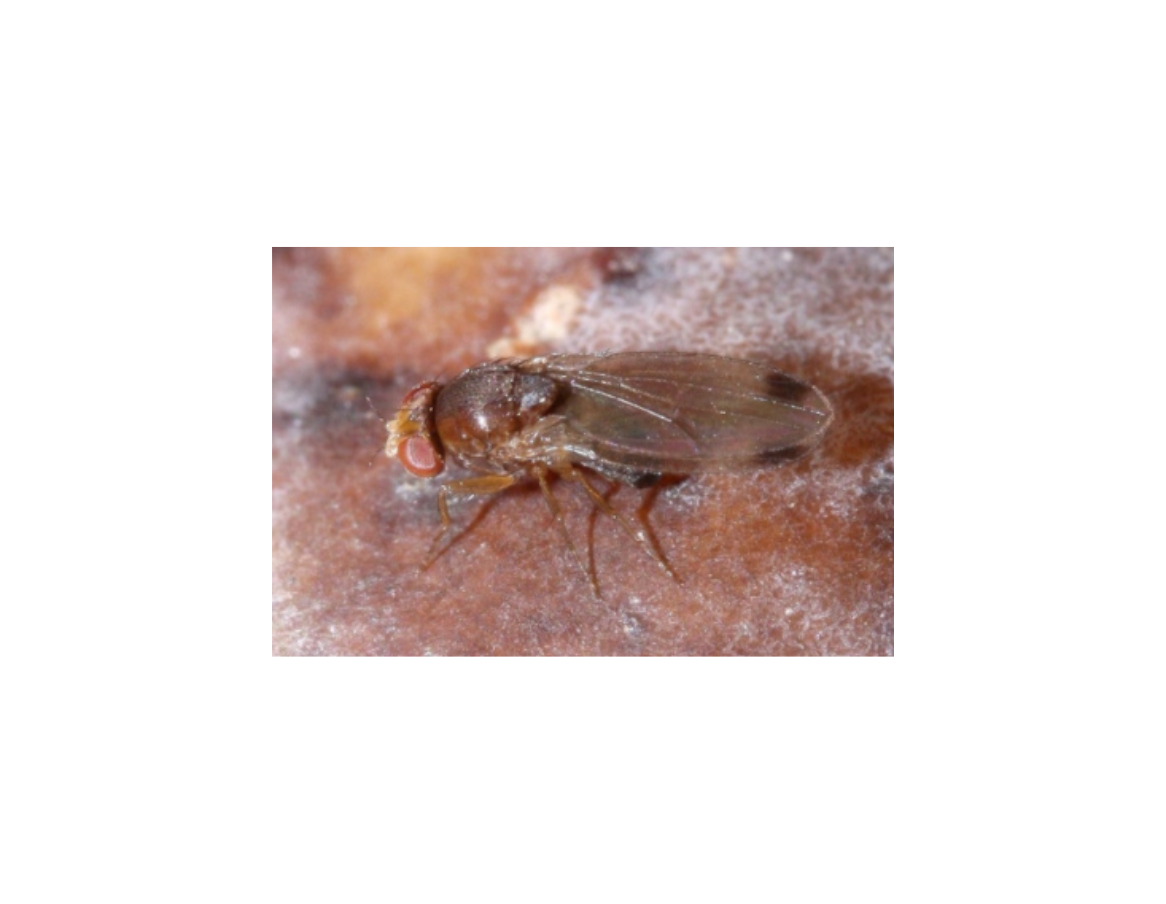 Phéromone Droso Pro CLassic contre la mouche asiatique des fruits