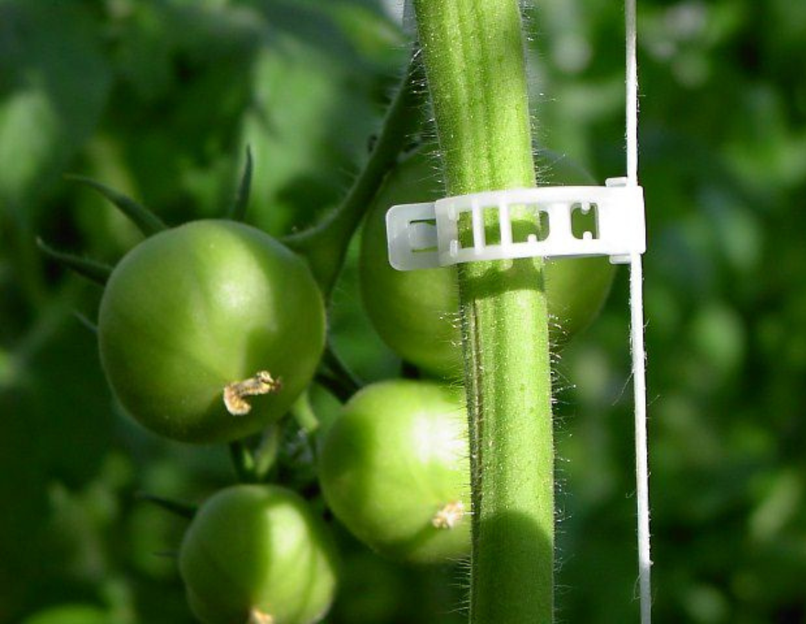 Clip pour tomates blanc - Ø23mm